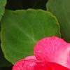 Impatiens 'Coral Splash', flowers