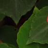 Impatiens 'Coral Splash', flowers