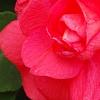 Impatiens 'Coral Splash', flowers