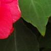 Impatiens 'Coral Splash', flowers