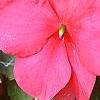 Impatiens 'Cajun Watermelon', flowers