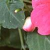 Impatiens 'Cajun Watermelon', flowers