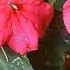 Impatiens 'Cajun Watermelon', flowers