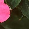 Impatiens 'Cajun Watermelon', flowers