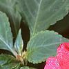 Impatiens 'Cajun Watermelon', flowers