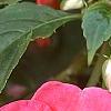Impatiens 'Cajun Watermelon', flowers