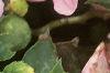 Impatiens 'Dazzler Coral Improved', flowers