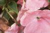 Impatiens 'Dazzler Coral Improved', flowers