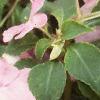 Impatiens 'Dazzler Coral Improved', flowers