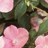 Impatiens 'Dazzler Coral Improved', flowers