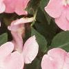 Impatiens 'Dazzler Coral Improved', flowers