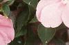 Impatiens 'Dazzler Coral Improved', flowers
