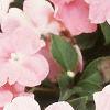 Impatiens 'Dazzler Coral Improved', flowers
