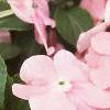 Impatiens 'Dazzler Coral Improved', flowers