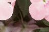 Impatiens 'Dazzler Coral Improved', flowers