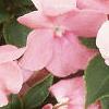 Impatiens 'Dazzler Coral Improved', flowers