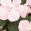 Impatiens 'Dazzler Coral Improved', flowers