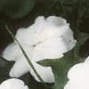 Impatiens 'Dazzler White', habit
