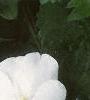 Impatiens 'Dazzler White', habit