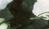Impatiens 'Dazzler White', habit
