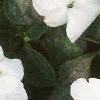 Impatiens 'Dazzler White', habit