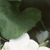 Impatiens 'Dazzler White', habit
