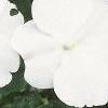 Impatiens 'Dazzler White', flowers