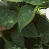 Impatiens 'Dazzler White', flowers
