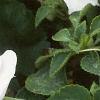 Impatiens 'Dazzler White', flowers