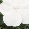 Impatiens 'Dazzler White', flowers