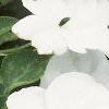 Impatiens 'Dazzler White', flowers