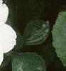 Impatiens 'Dazzler White', flowers