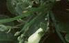 Impatiens 'Dazzler White', flowers