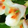 Impatiens 'Fusion Glow', flowers