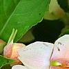 Impatiens 'Fusion Glow', flowers