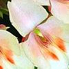 Impatiens 'Fusion Glow', flowers