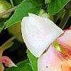 Impatiens 'Fusion Glow', flowers