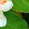 Impatiens 'Fusion Glow', flowers
