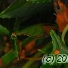 Impatiens hawkeri 'VINFLAVIMP', flowers
