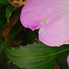 Impatiens hawkeri 'VINFLAVIMP', flowers
