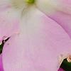 Impatiens hawkeri 'VINFLAVIMP', flowers