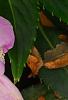 Impatiens hawkeri 'VINFLAVIMP', flowers