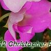 Impatiens hawkeri 'VINFLAVIMP', flowers