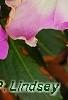 Impatiens hawkeri 'VINFLAVIMP', flowers