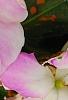 Impatiens hawkeri 'VINFLAVIMP', flowers