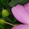 Impatiens hawkeri 'VINFLAVIMP', flowers