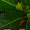 Impatiens hawkeri 'VINFLAVIMP', flowers