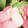 Impatiens 'Impact Coral', habit