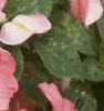 Impatiens 'Impact Coral', habit