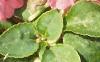 Impatiens 'Impact Coral', habit